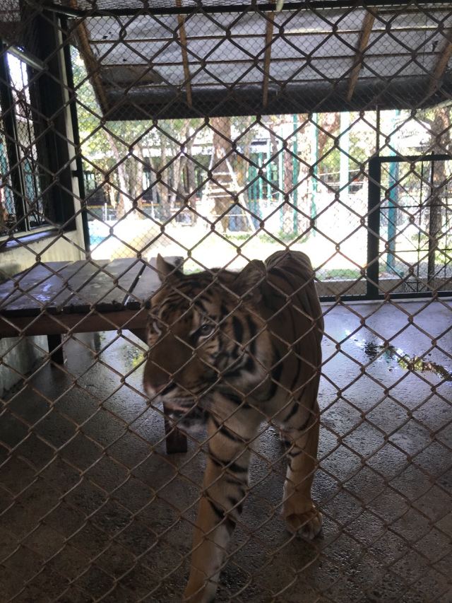 Tiger Kingdom Phuket