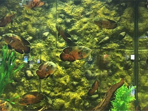 中赫海豚湾海洋公园