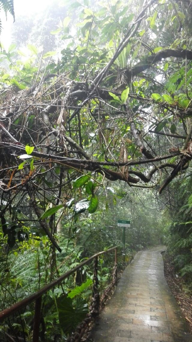 Wuzhishan Tropical Rainforest