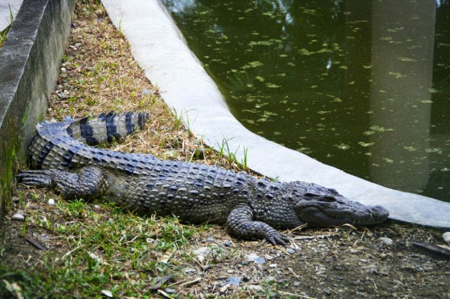 Davao Crocodile Park