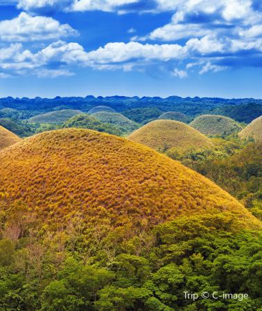 7D6N • Cebu Whale Shark Swimming + Sardine Run + Bohol Dolphin Watching + Sea Turtle Encounter + Virgin Island + Chocolate Hills + Tarsiers