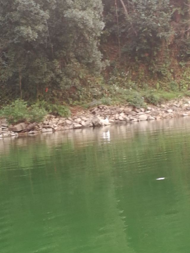 Phewa Lake