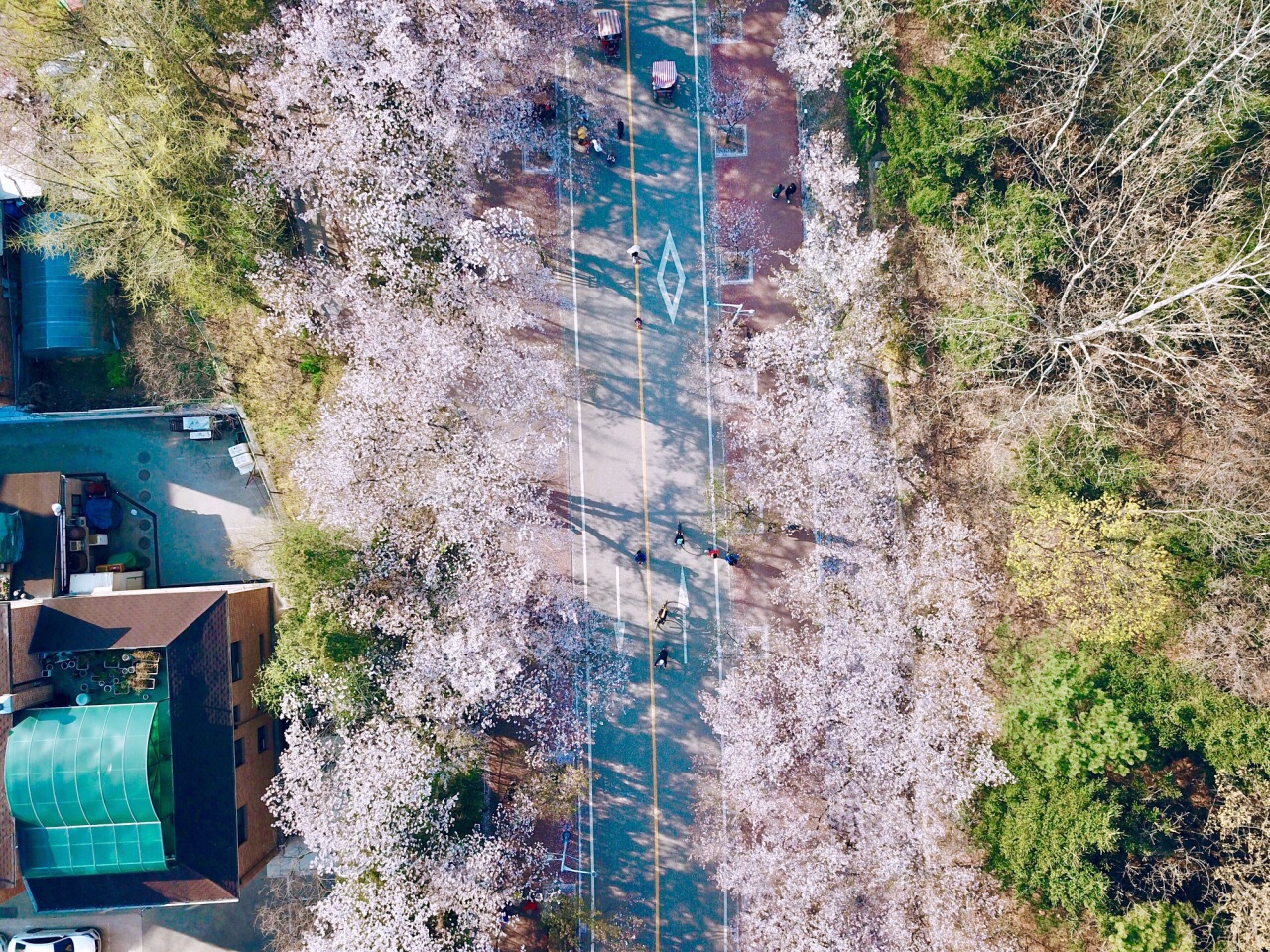 仁川大公園的櫻花雨下...（還有航拍哦）