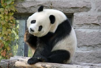 成都大熊猫繁育研究基地+都江堰景区一日游【[品质纯玩]无购物+纯旅游+纯游大熊猫基地+都江堰景区+看熊猫逛古迹】