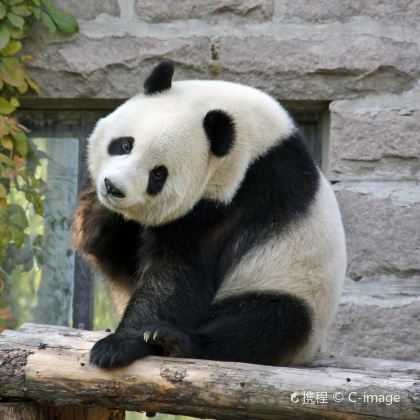 毕棚沟+卧龙大熊猫自然保护区2日1晚私家团