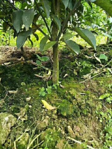 德克士(蒲江店)餐厅图片