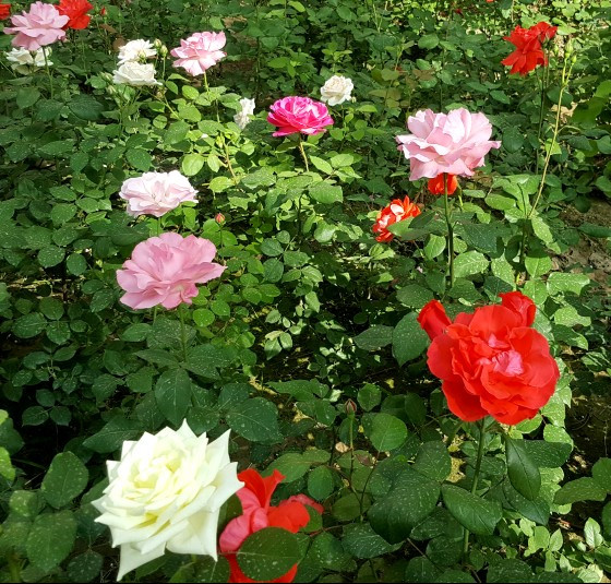 小区五月花