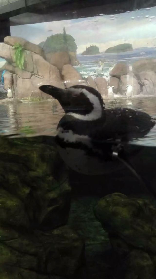 Qujiang Polar Ocean Park