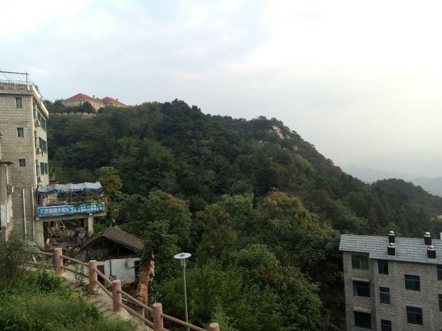 수탉 산