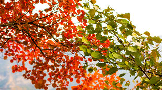 又是一年秋来到，北京赏秋观红叶就到房山坡峰岭景区
