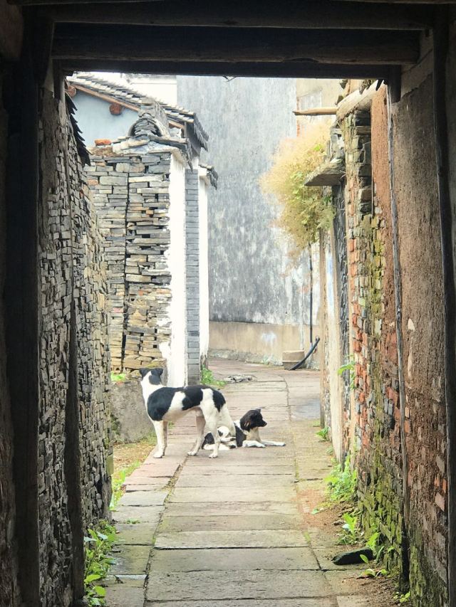 고로산