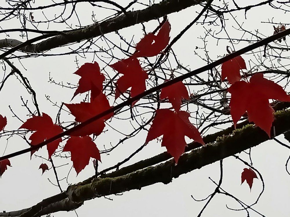 加拿大~寻找秋天的颜色