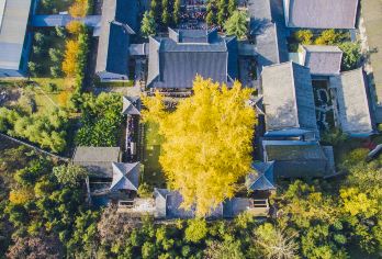 古观音禅寺+楼观台森林公园+终南山古楼观+周至水街或四宝馆【古观音禅寺内的千年银杏树满目金黄，璀璨耀眼，落叶宛如金毯，称为终南山千年古刹之一。】