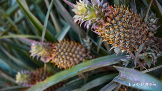 Pineapple Sea