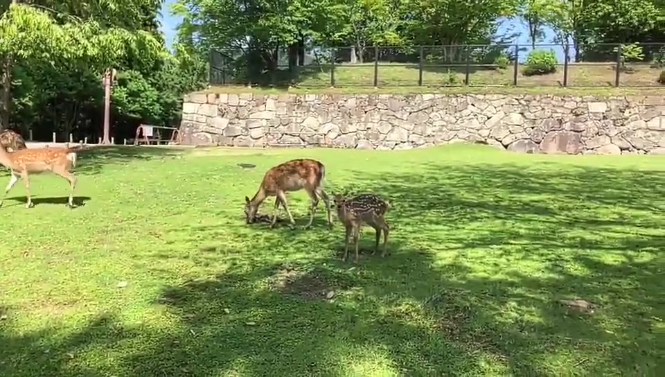 奈良公园和小鹿们亲密接触！