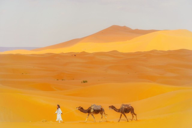 撒哈拉里的骆驼