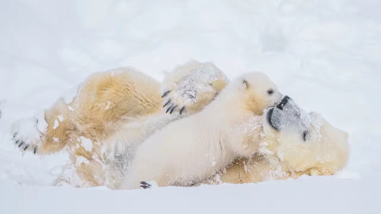 近距离看雪地中的王者 芬兰北极熊