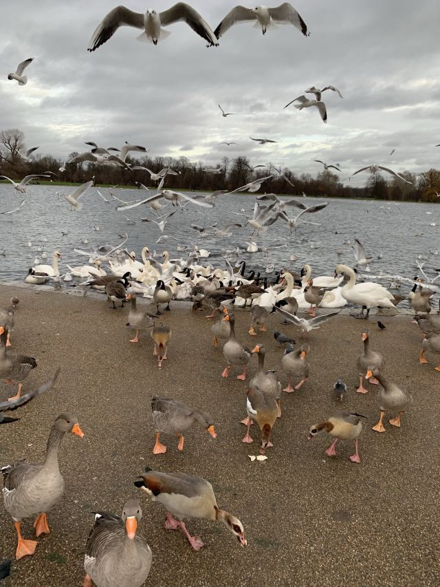 Hyde Park
