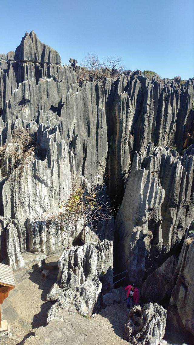 Stone Forest