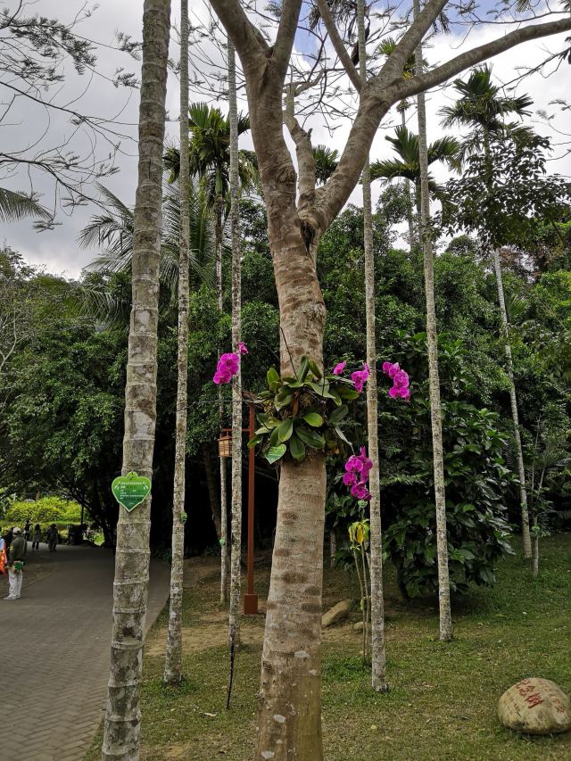 Yanoda Rainforest Cultural Tourism Zone