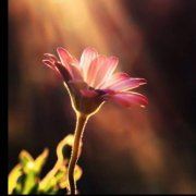 一只小猫的故事