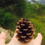 圆滑老练孔菲沃