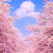 我是嘉哥也是嘉爷