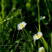 花镜帘下觅冠华