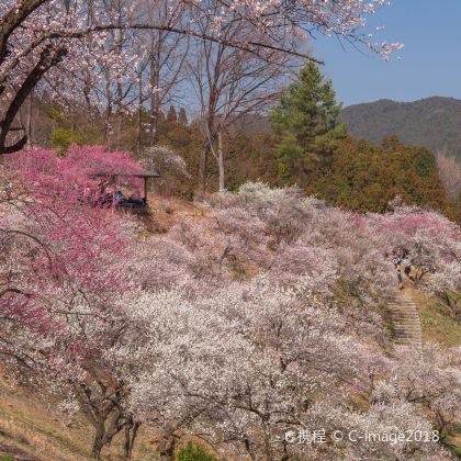 长沙岳麓山+橘子洲+梅溪湖公园+湖南博物院+长沙方特东方神画4日3晚私家团