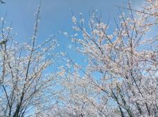 贵安樱花园-安顺-YoYo_8L6J0C4N