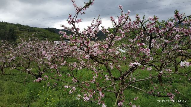 九峰镇花海旅行图片 8