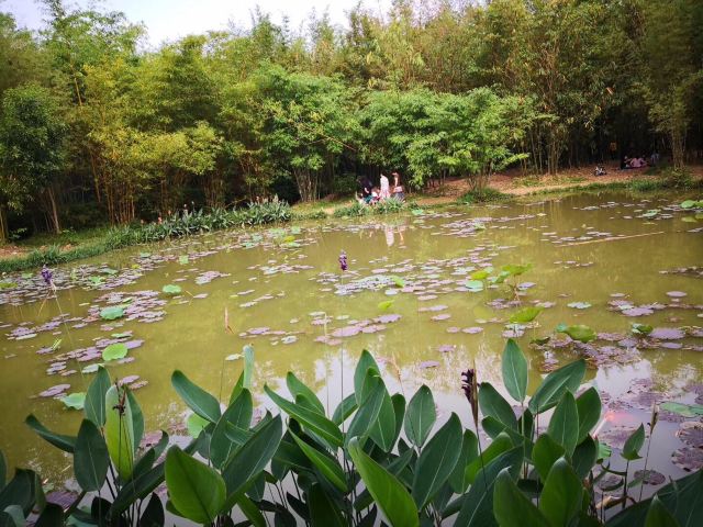大屏嶂森林公园旅行图片 4
