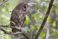 Audubon Bird Sanctuary景点图片