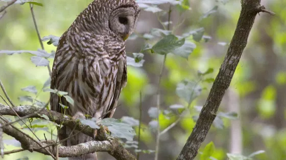 Audubon Bird Sanctuary