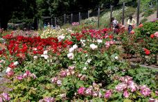 Berkeley Rose Garden-伯克利