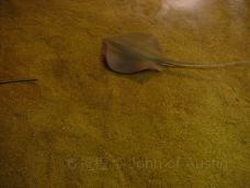 Texas State Aquarium-科珀斯克里斯蒂