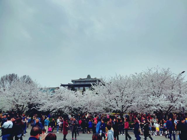 武汉大学信息学部-竹园旅行图片 7