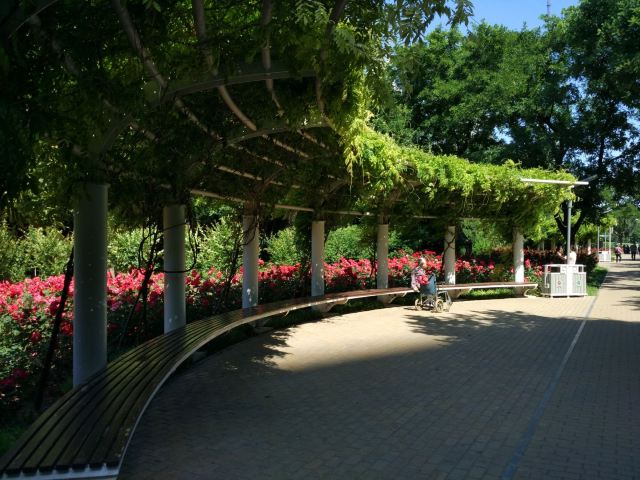 玫瑰公园旅行图片 6