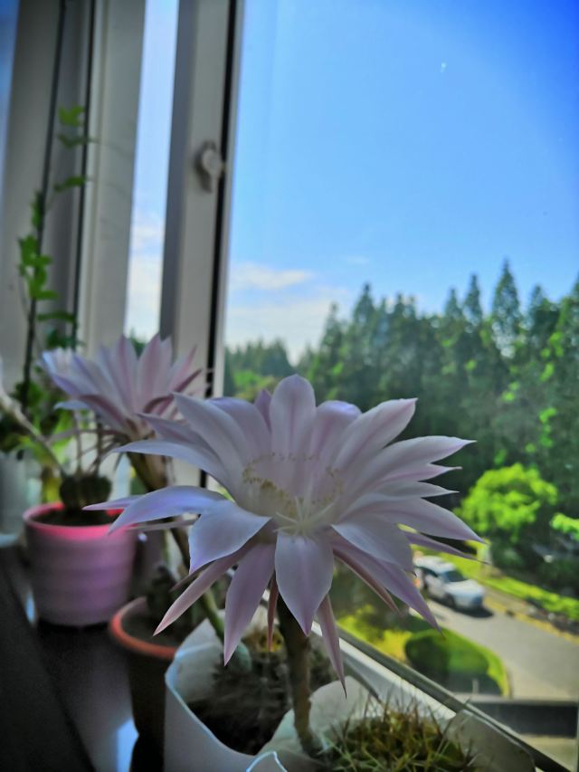胜利公园旅行图片 1