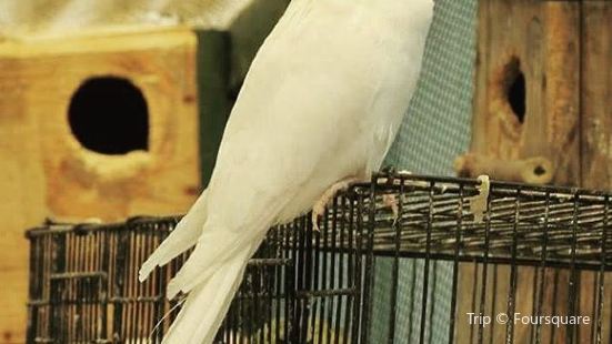 Canberra Walk In Aviary