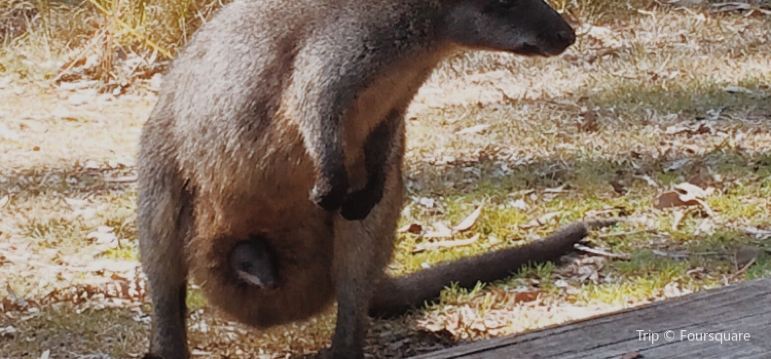 Ku Ring Gai Wildflower Garden Travel Guidebook Must Visit