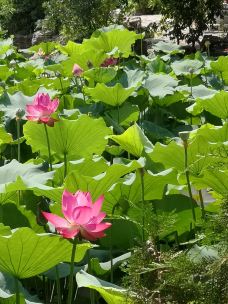 古莲花池-保定-YoYo_2Q4E9A1A