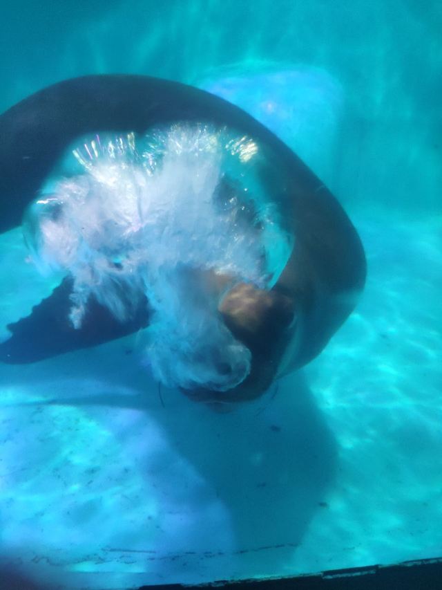 Grandview Aquarium