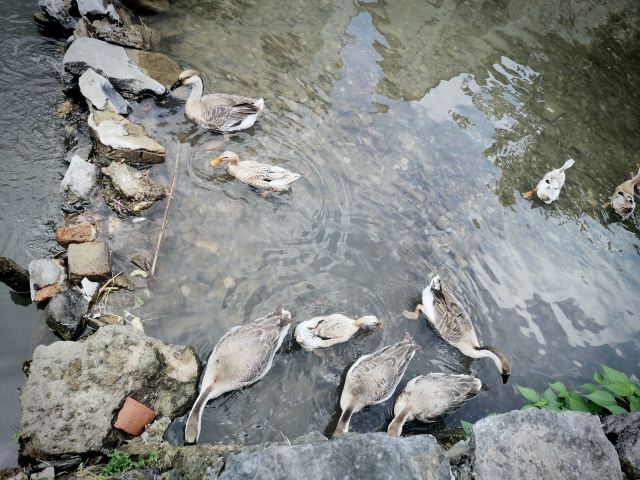 芹川村