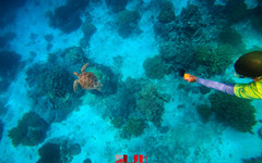 杜马盖地游记图片] 去菲律宾阿波岛浮潜，看可爱的海龟在海水中畅游