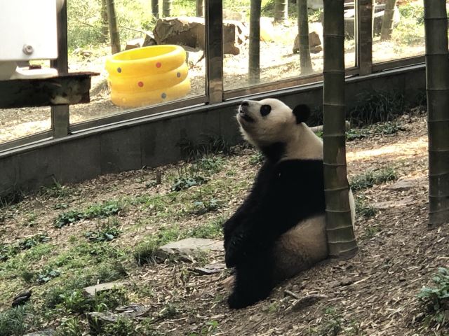 Nanshan Bamboo Sea