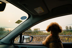 苏州游记图片] 苏州还藏着一个小“镰仓”？1辆车，3个人，1只狗，自驾解锁隐秘秋日美景