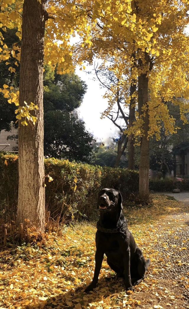 祥和公园旅行图片 4