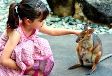 波若莣旅游图片-6日悉尼+黄金海岸·亲近考拉和海洋生物+电影世界畅玩