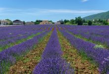 Librairie le Bleuet购物图片